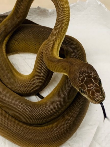Schlangen kaufen und verkaufen Foto: Olive python (Liasis olivaceus) 0:2 2020 Pygmy