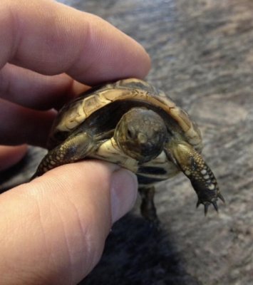 Turtles and Tortoises kaufen und verkaufen Photo: Verkaufe griechische Landschildkröten aus eigener Nachzucht 