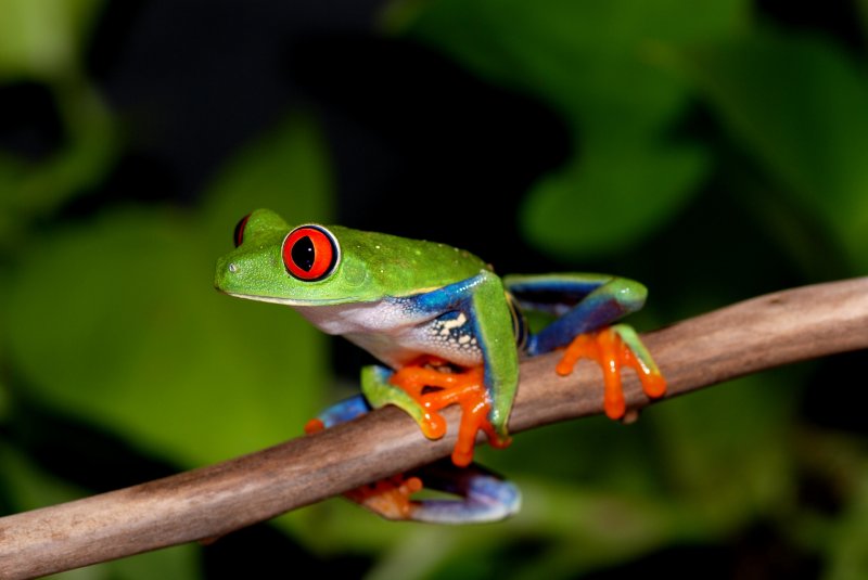 Schlangen kaufen und verkaufen Foto: Terra-Tropic Zoo – Ihr Zoofachgeschäft Der Terra-Tropic Zoo