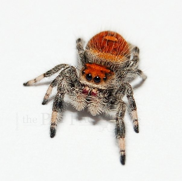 Insekten kaufen und verkaufen Foto: Wir kaufen Wirbellose!Die Zucht läuft und die Insekten kaufen und verkaufen Foto: Wir kaufen Wirbellose!Die Zucht läuft und die