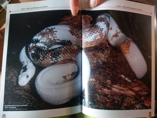 Schlangen kaufen und verkaufen Foto: Suche pantherophis obsoletus lindheimeri calico