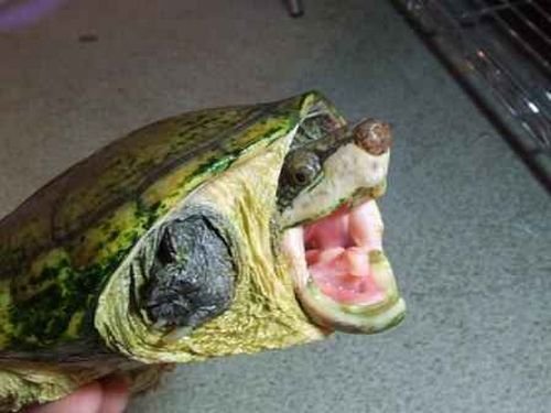 Schildkröten kaufen und verkaufen Foto: 1.1 Philodryas baroni CB19...120 EUR each one,1.1 Schildkröten kaufen und verkaufen Foto: 1.1 Philodryas baroni CB19...120 EUR each one,1.1