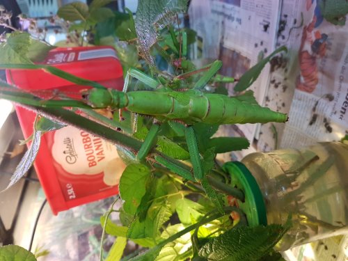 Insects kaufen und verkaufen Photo: Diapherodes gigantea L1 bis L550 Stück € Insects kaufen und verkaufen Photo: Diapherodes gigantea L1 bis L550 Stück €