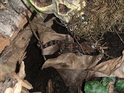 Echsen kaufen und verkaufen Foto: Paroedura vazimba Nz 18 1.1 60€+Terrarium 100€Terrarium Echsen kaufen und verkaufen Foto: Paroedura vazimba Nz 18 1.1 60€+Terrarium 100€Terrarium