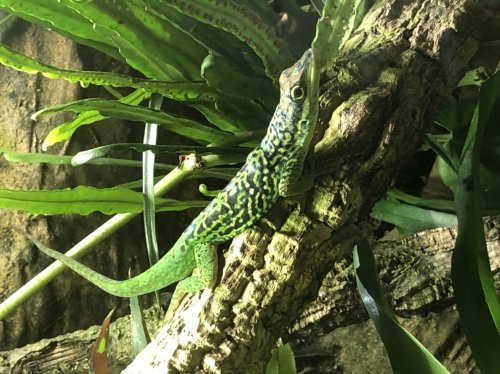 Lizards kaufen und verkaufen Photo: Hallo, Ich biete junge anolis summus roquetAufzucht