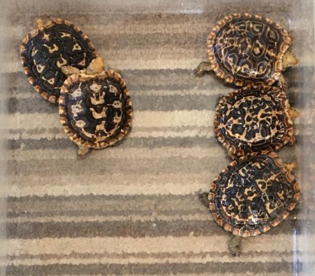 Turtles and Tortoises kaufen und verkaufen Photo: 0.05 Spaltenschildkröten (Malacochersus tornieri) zu verkaufen.CH NZ Turtles and Tortoises kaufen und verkaufen Photo: 0.05 Spaltenschildkröten (Malacochersus tornieri) zu verkaufen.CH NZ