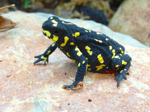 Amphibien kaufen und verkaufen Foto: 1.2 oder 0.0.3 melanophryniscus klappenbachi or stelzneriBumblebee Amphibien kaufen und verkaufen Foto: 1.2 oder 0.0.3 melanophryniscus klappenbachi or stelzneriBumblebee
