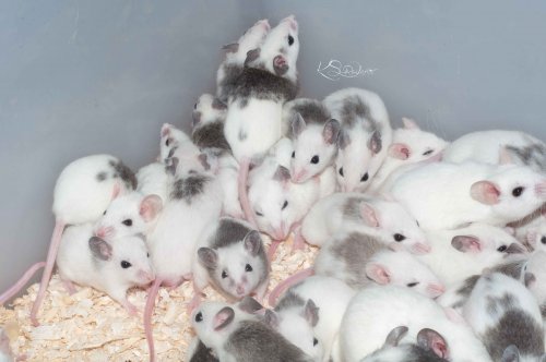 Futtertiere kaufen und verkaufen Foto: Afrikanische Vielzitzenmäuse aus artegrechter Hobbyzucht abzugebenes sind Futtertiere kaufen und verkaufen Foto: Afrikanische Vielzitzenmäuse aus artegrechter Hobbyzucht abzugebenes sind