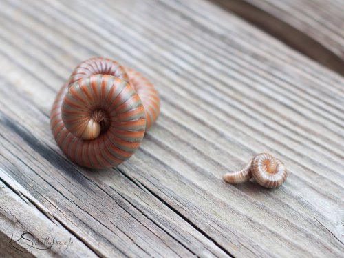 Myriapoda kaufen und verkaufen Foto: Spirostreptus Sp1 viele Tiere aus eigener NZ Myriapoda kaufen und verkaufen Foto: Spirostreptus Sp1 viele Tiere aus eigener NZ