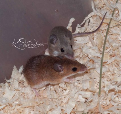 Exotische Säuger kaufen und verkaufen Foto: 8.0 Afrikanische Knirpsmaus abzugebenGrau & Braun Exotische Säuger kaufen und verkaufen Foto: 8.0 Afrikanische Knirpsmaus abzugebenGrau & Braun