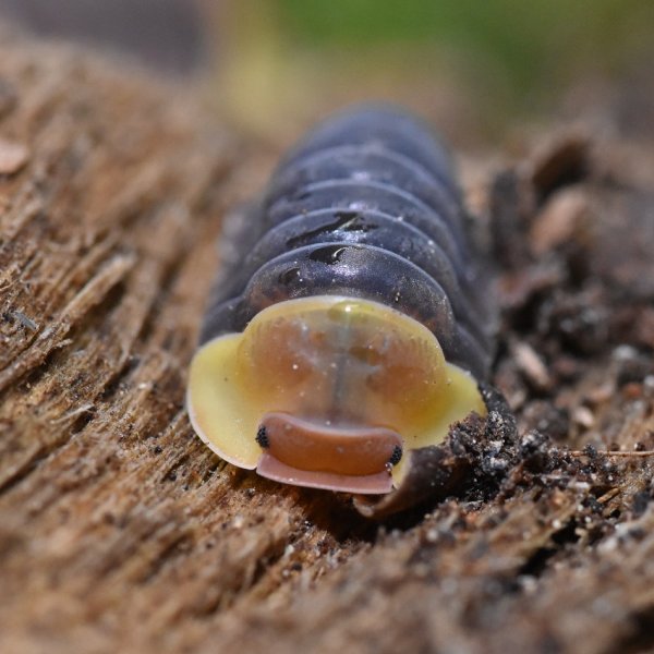 Insekten kaufen und verkaufen Foto: Freunde der Wirbellosen-Weltwir suchen Euch und Eure