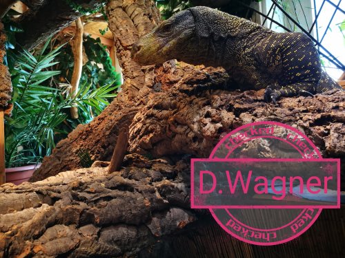 Echsen kaufen und verkaufen Foto: Looking for adult or subadult Varanus Salvadorii Echsen kaufen und verkaufen Foto: Looking for adult or subadult Varanus Salvadorii