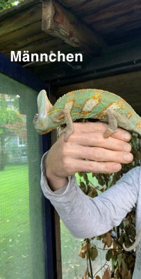 Echsen kaufen und verkaufen Foto: Ich verkaufe meine Jemenchamäleons, ein Weibchen und Echsen kaufen und verkaufen Foto: Ich verkaufe meine Jemenchamäleons, ein Weibchen und