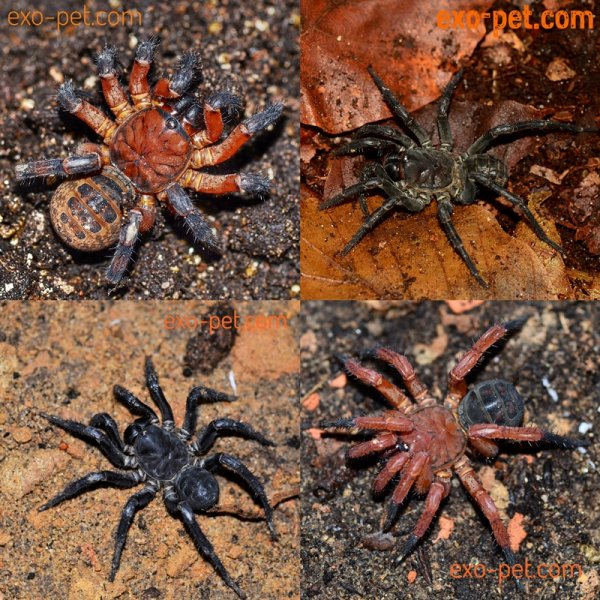 Spinnen und Skorpione kaufen und verkaufen Foto: ************************* exo-pet.de *************************Der Onlineshop f Spinnen und Skorpione kaufen und verkaufen Foto: ************************* exo-pet.de *************************Der Onlineshop f