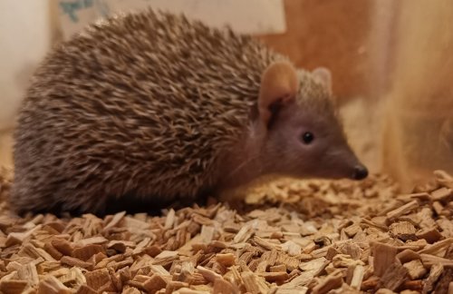 Exotische Säuger kaufen und verkaufen Foto: Biete 1 Kleiner Igeltanrek Männchen aus 2019 Exotische Säuger kaufen und verkaufen Foto: Biete 1 Kleiner Igeltanrek Männchen aus 2019