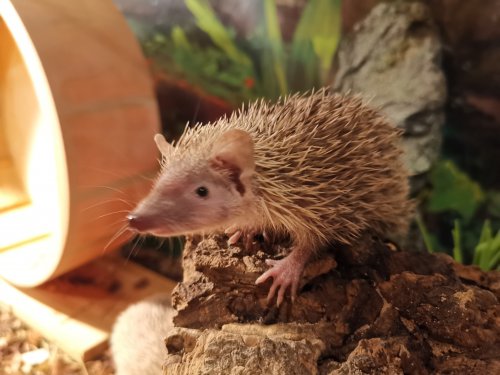 Exotische Säuger kaufen und verkaufen Foto: Wir haben 5 kleine Igeltanrek aus Juni Exotische Säuger kaufen und verkaufen Foto: Wir haben 5 kleine Igeltanrek aus Juni