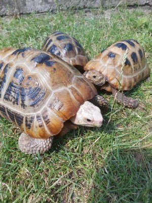 Turtles and Tortoises kaufen und verkaufen Photo: Indotestudo Elongata - Breeding group . 3 Turtles and Tortoises kaufen und verkaufen Photo: Indotestudo Elongata - Breeding group . 3