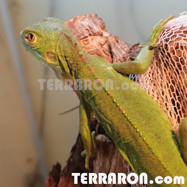 Echsen kaufen und verkaufen Foto: Xx.xx Iguana iguana NZ 2020 Echsen kaufen und verkaufen Foto: Xx.xx Iguana iguana NZ 2020