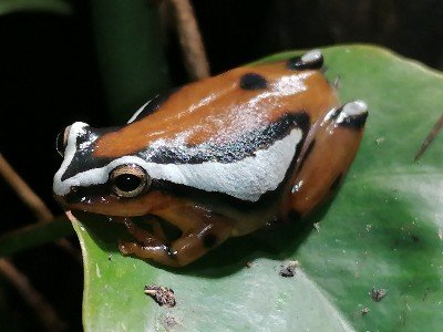 Amphibien kaufen und verkaufen Foto: Hyperolius mitchelli, Jungtiere ab Ende August 2020 Amphibien kaufen und verkaufen Foto: Hyperolius mitchelli, Jungtiere ab Ende August 2020