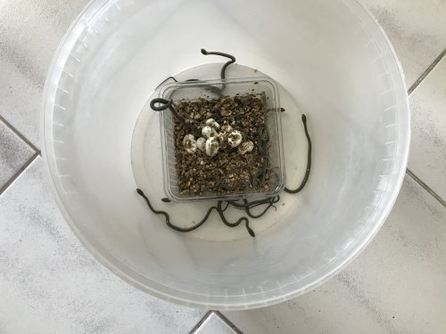 Schlangen kaufen und verkaufen Foto: * Raue Grasnatter / Opheodrys aestivus (EigeneNZ Schlangen kaufen und verkaufen Foto: * Raue Grasnatter / Opheodrys aestivus (EigeneNZ