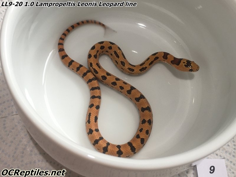 Schlangen kaufen und verkaufen Foto: CB20 Lampropeltis Leonis from high orange line