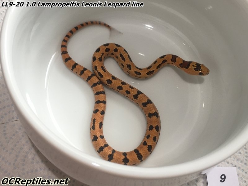 Schlangen kaufen und verkaufen Foto: CB20 Lampropeltis Leonis from high orange line Schlangen kaufen und verkaufen Foto: CB20 Lampropeltis Leonis from high orange line