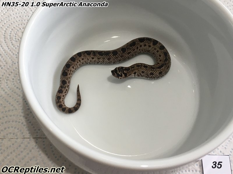 Schlangen kaufen und verkaufen Foto: CB20 Heterodon nasicus - Western Hognose snake.