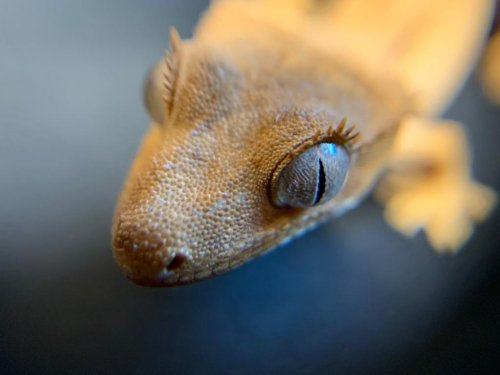 Echsen kaufen und verkaufen Foto: 3 Kronengeckos "Rhacodactylus ciliatus" Nachzuchten Sehr agile Echsen kaufen und verkaufen Foto: 3 Kronengeckos "Rhacodactylus ciliatus" Nachzuchten Sehr agile