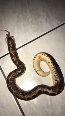 Schlangen kaufen und verkaufen Foto: Biete folgende Tiere:Eunectes Murinus 0.1 - Green/ Schlangen kaufen und verkaufen Foto: Biete folgende Tiere:Eunectes Murinus 0.1 - Green/