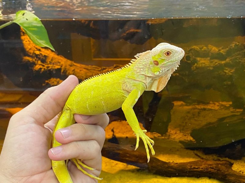 Echsen kaufen und verkaufen Foto: Possible delivery in:France-Belgium-Netherlands-Germany.-0.0.1 Iguana ig Echsen kaufen und verkaufen Foto: Possible delivery in:France-Belgium-Netherlands-Germany.-0.0.1 Iguana ig