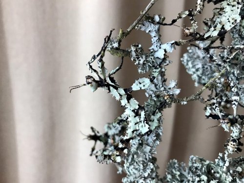 Insects kaufen und verkaufen Photo: Extatosoma tiaratum LICHEN 