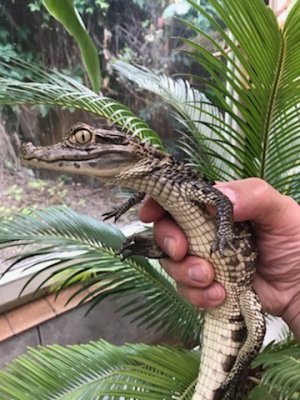 Echsen kaufen und verkaufen Foto: Hallo!Habe noch Kaimanjungtiere (Caiman croc. croc.) ca. Echsen kaufen und verkaufen Foto: Hallo!Habe noch Kaimanjungtiere (Caiman croc. croc.) ca.