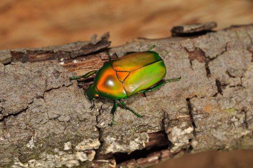 Insekten kaufen und verkaufen Foto: Beetle species available: Pachnoda iskuulka, P. prasina,