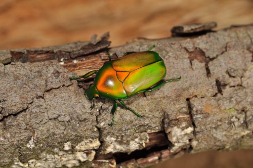 Insekten kaufen und verkaufen Foto: Beetle species available: Pachnoda iskuulka, P. prasina, Insekten kaufen und verkaufen Foto: Beetle species available: Pachnoda iskuulka, P. prasina,