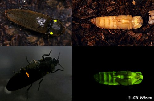 Insekten kaufen und verkaufen Foto: I am offering larvae of Pyrophorus noctilucus