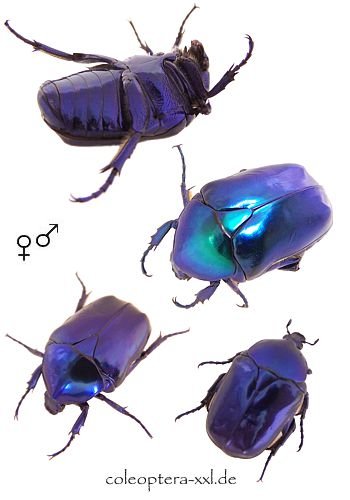 Insekten kaufen und verkaufen Foto: The sapphire of Persia.Protaetia speciosa cyanochloraOrigin: Zagros Insekten kaufen und verkaufen Foto: The sapphire of Persia.Protaetia speciosa cyanochloraOrigin: Zagros