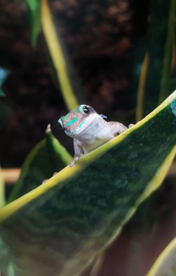 Echsen kaufen und verkaufen Foto: 0.0.2 Phelsuma standingi ENZ '200.0.4 Phelsuma ornata Echsen kaufen und verkaufen Foto: 0.0.2 Phelsuma standingi ENZ '200.0.4 Phelsuma ornata