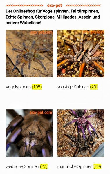 Spinnen und Skorpione kaufen und verkaufen Foto: ************************* exo-pet.de *************************Der Onlineshop f Spinnen und Skorpione kaufen und verkaufen Foto: ************************* exo-pet.de *************************Der Onlineshop f