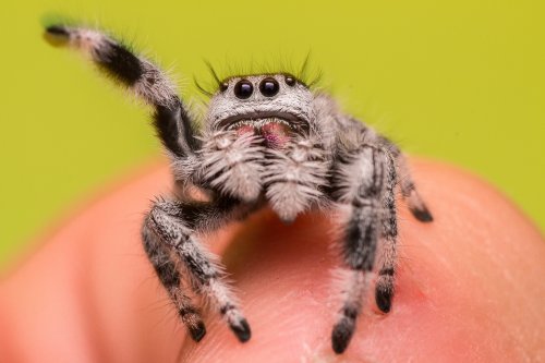 Spinnen und Skorpione kaufen und verkaufen Foto: Phidippus regius Apalachicola Und Phidippus otiosus zur Spinnen und Skorpione kaufen und verkaufen Foto: Phidippus regius Apalachicola Und Phidippus otiosus zur