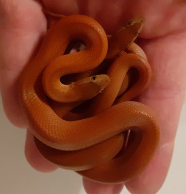 Schlangen kaufen und verkaufen Foto: 3.3. Boaedon fuliginosus NZ 6_2020 - 20 Schlangen kaufen und verkaufen Foto: 3.3. Boaedon fuliginosus NZ 6_2020 - 20