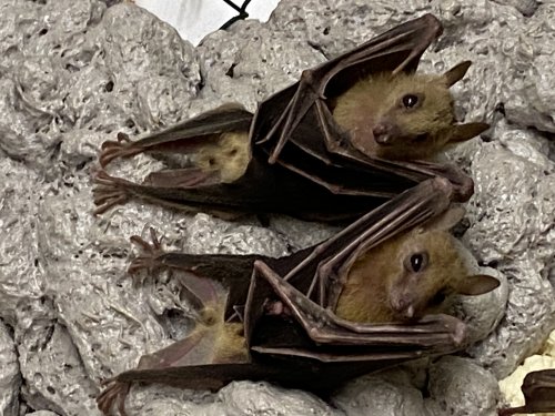 Exotische Säuger kaufen und verkaufen Foto: Biete eigene NZ von Nilflughunden Rousettus aegyptiacus Exotische Säuger kaufen und verkaufen Foto: Biete eigene NZ von Nilflughunden Rousettus aegyptiacus