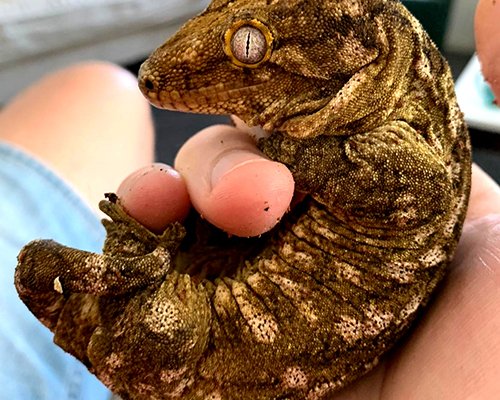 Echsen kaufen und verkaufen Foto: Leachianus gekkosMannetje en vrouwtje Nuu Ami - Echsen kaufen und verkaufen Foto: Leachianus gekkosMannetje en vrouwtje Nuu Ami -