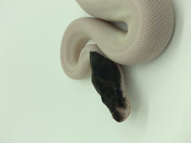 Schlangen kaufen und verkaufen Foto: Hamm / Houten / Snakeday / pick Schlangen kaufen und verkaufen Foto: Hamm / Houten / Snakeday / pick