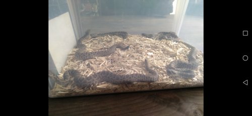 Schlangen kaufen und verkaufen Foto: For saleCrotalus atrox 100% het caramel cb20Crotalus Schlangen kaufen und verkaufen Foto: For saleCrotalus atrox 100% het caramel cb20Crotalus