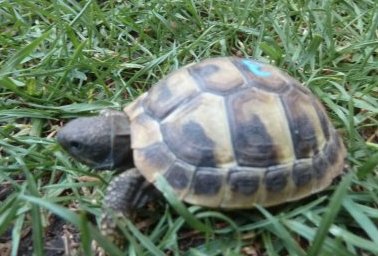 Schildkröten  kaufen und verkaufen Foto: Junge vitale Griechische Landschildkröten (Thb) aus 2018