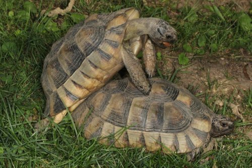 Schildkröten  kaufen und verkaufen Foto: Adulte Männchen aus eigenen Zucht