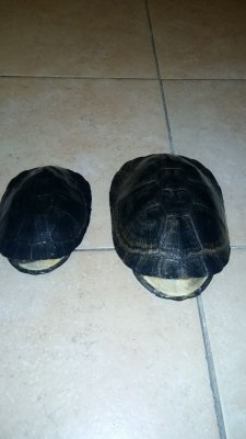 Turtles and Tortoises kaufen und verkaufen Photo: 0.0.2 Pelusios niger0.0.1 Pelusios Castaneus ( Big Turtles and Tortoises kaufen und verkaufen Photo: 0.0.2 Pelusios niger0.0.1 Pelusios Castaneus ( Big