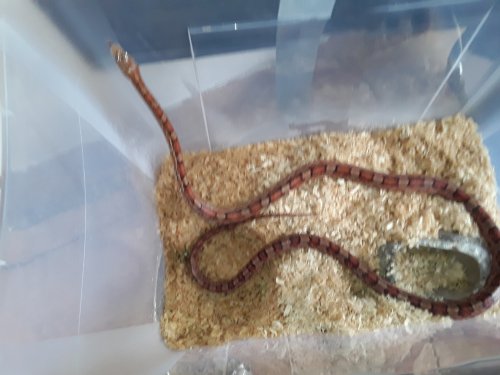 Schlangen kaufen und verkaufen Foto: Verschenke wegen Umzug Kornnatter 1,8m männlich farbe