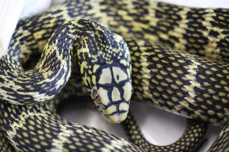 Schlangen kaufen und verkaufen Foto: Elaphe carinata3.0 males 20190.3 females high yellow