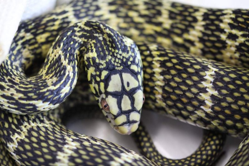 Schlangen kaufen und verkaufen Foto: Elaphe carinata3.0 males 20190.3 females high yellow Schlangen kaufen und verkaufen Foto: Elaphe carinata3.0 males 20190.3 females high yellow
